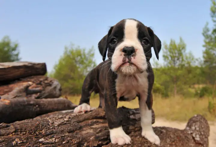 miniature boxer