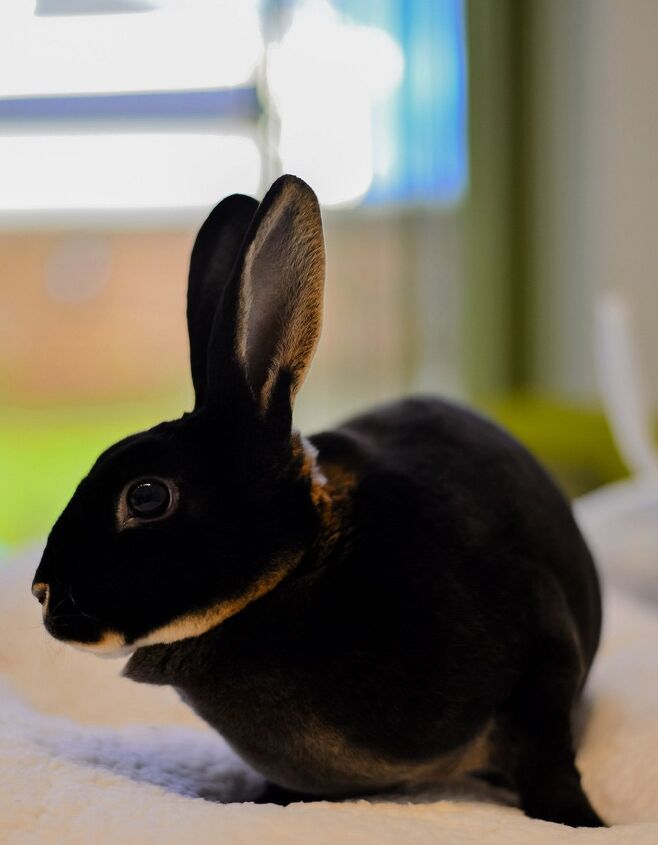 mini rex rabbit