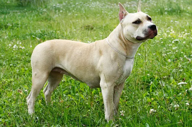 american staffordshire terrier