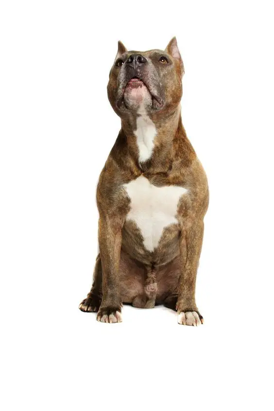 american staffordshire terrier