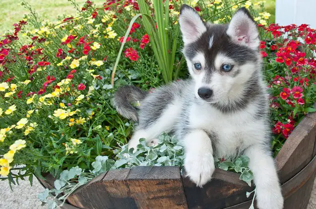 pomsky