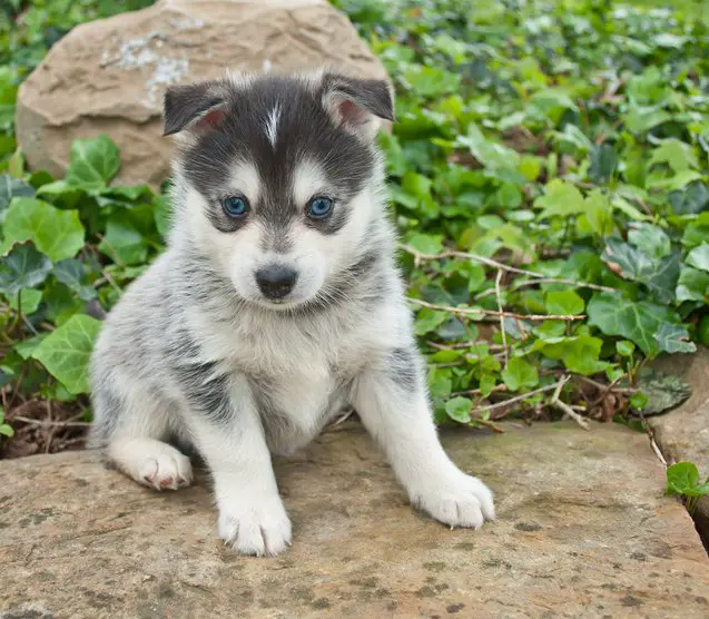 pomsky