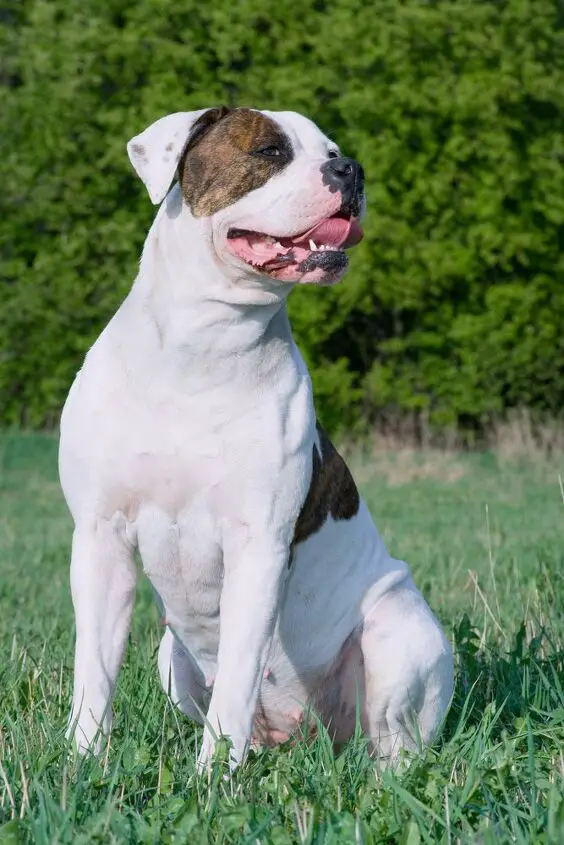 american bulldog