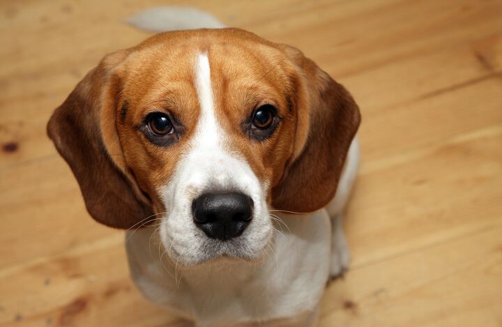 beagle