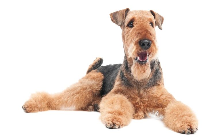 airedale terrier