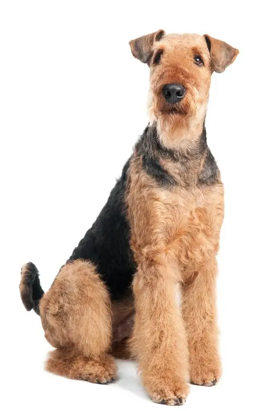 airedale terrier