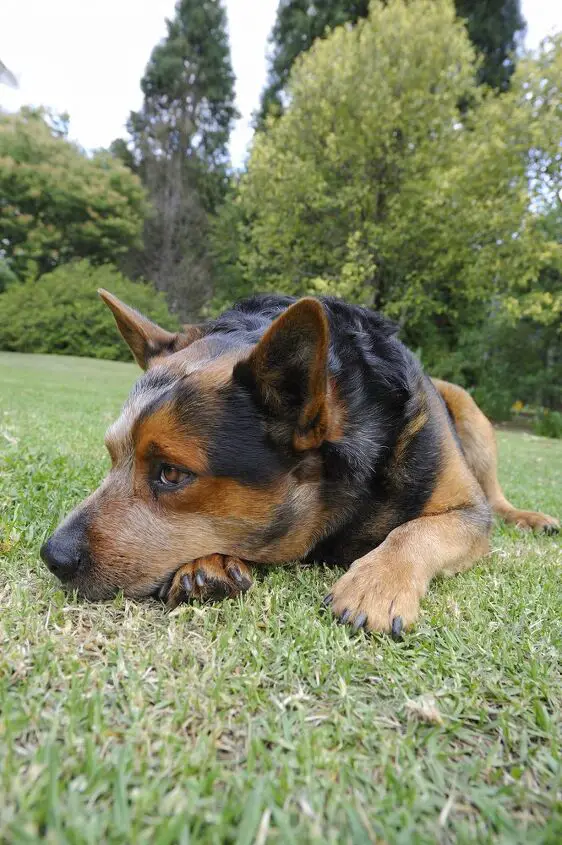 australian cattle dog