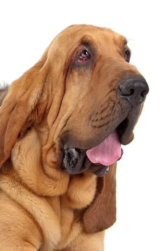 bloodhound