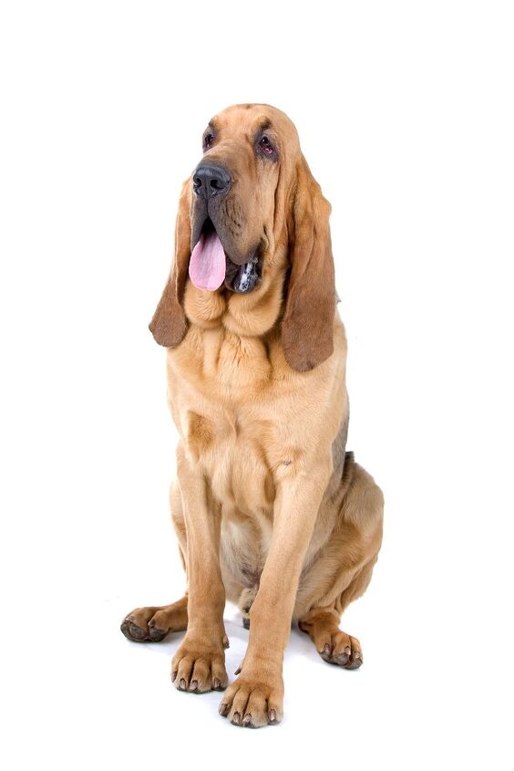 bloodhound