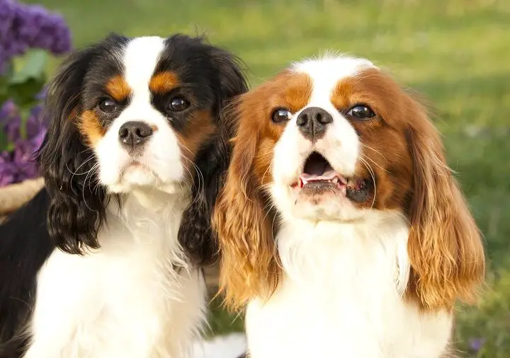 cavalier king charles spaniel