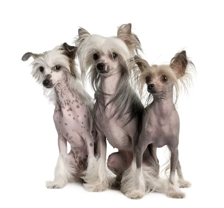 chinese crested