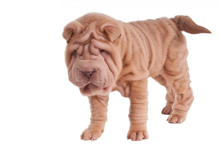 chinese shar pei