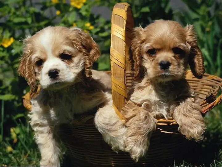 cocker spaniel