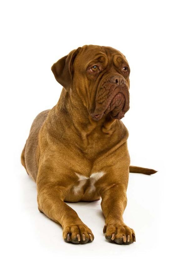 dogue de bordeaux