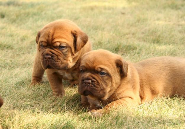 dogue de bordeaux