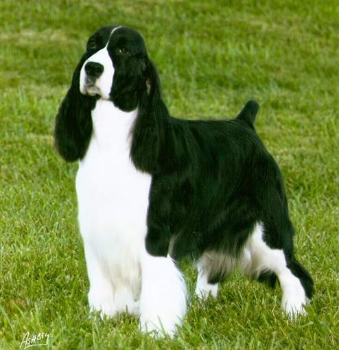 english springer spaniel