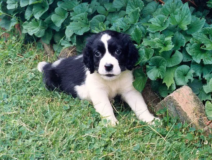 english springer spaniel