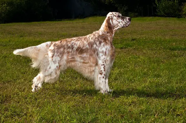 english setter