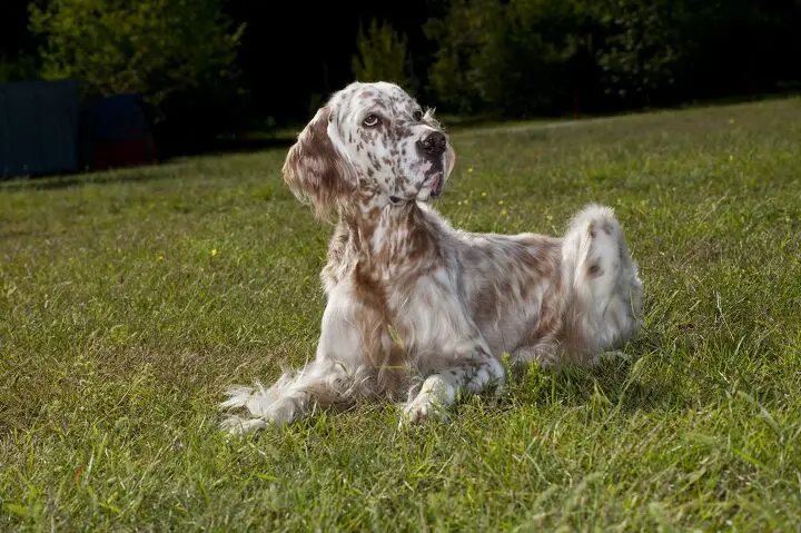 english setter