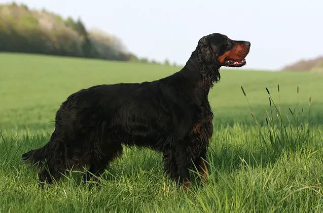 gordon setter