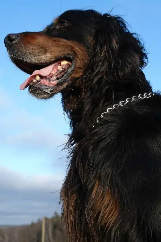 gordon setter