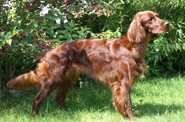 irish setter