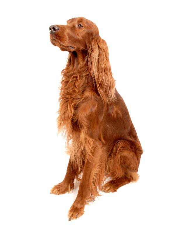 irish setter