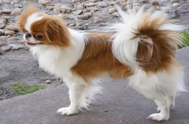 japanese chin