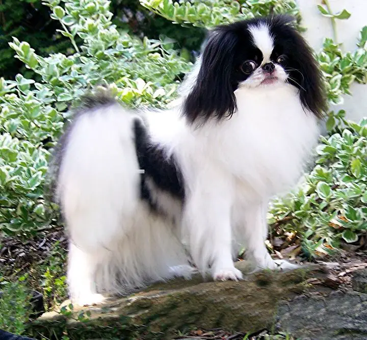 japanese chin