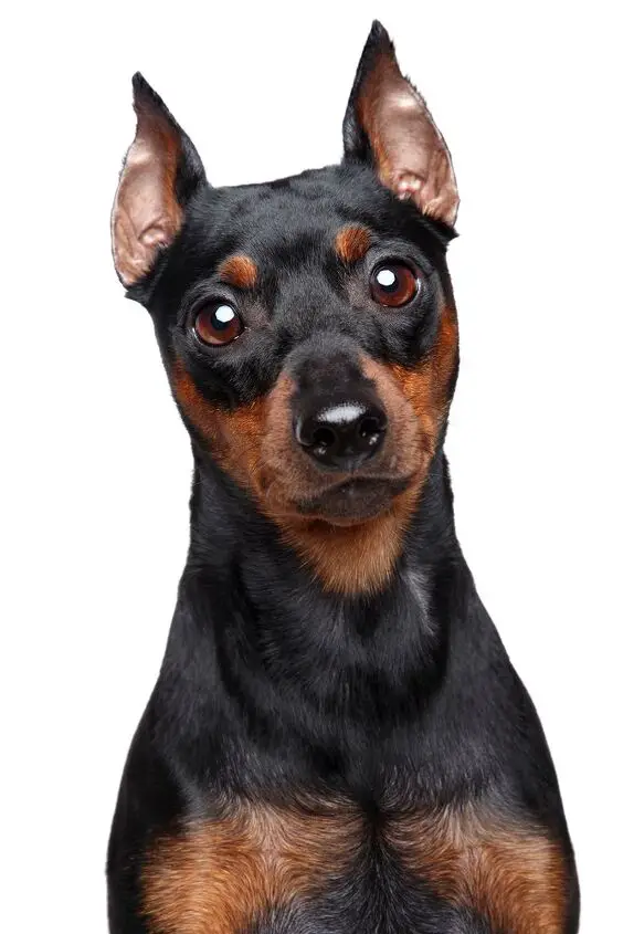 miniature pinscher