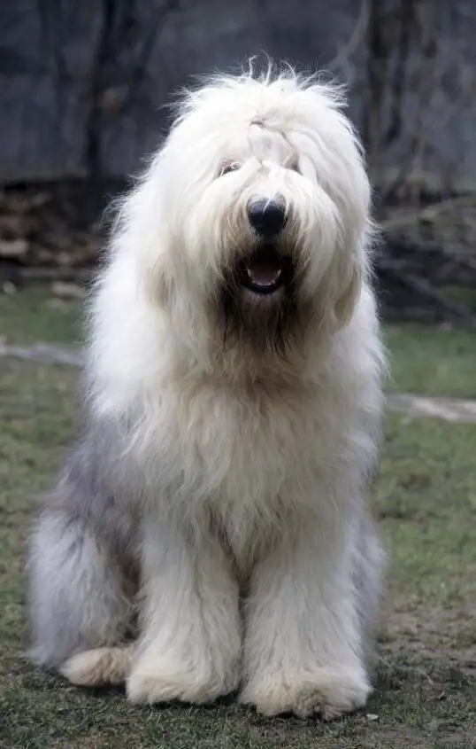 old english sheepdog