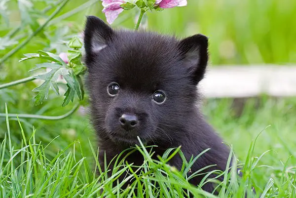 schipperke