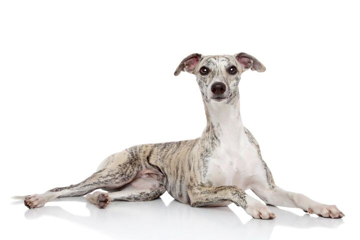 whippet