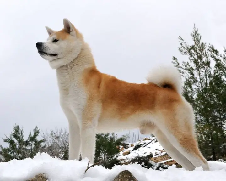 akita