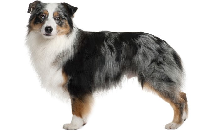 australian shepherd