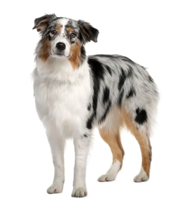 australian shepherd