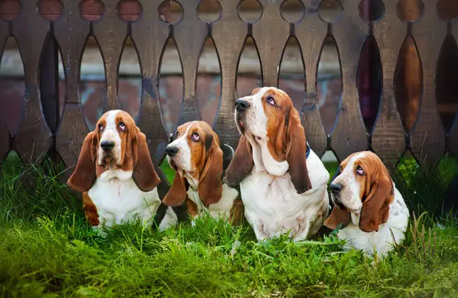 basset hound