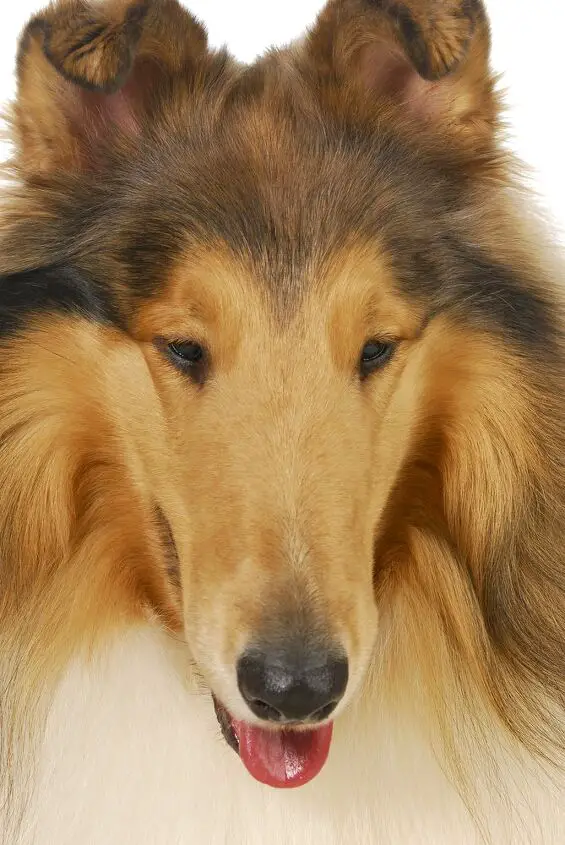 collie