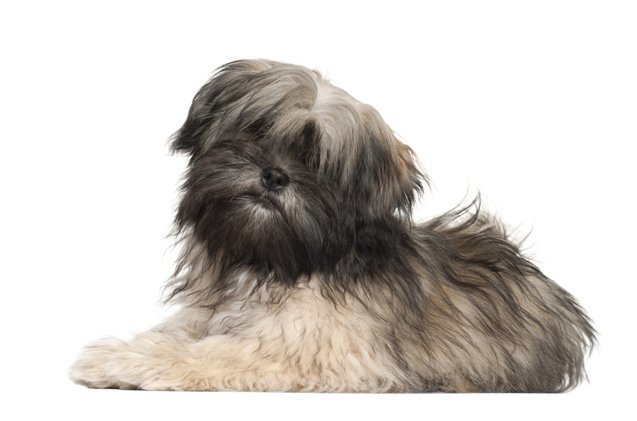 lhasa apso