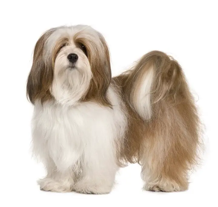 lhasa apso