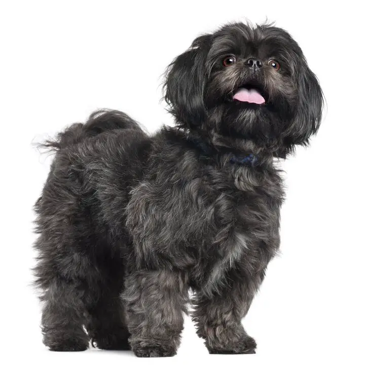 lhasa apso