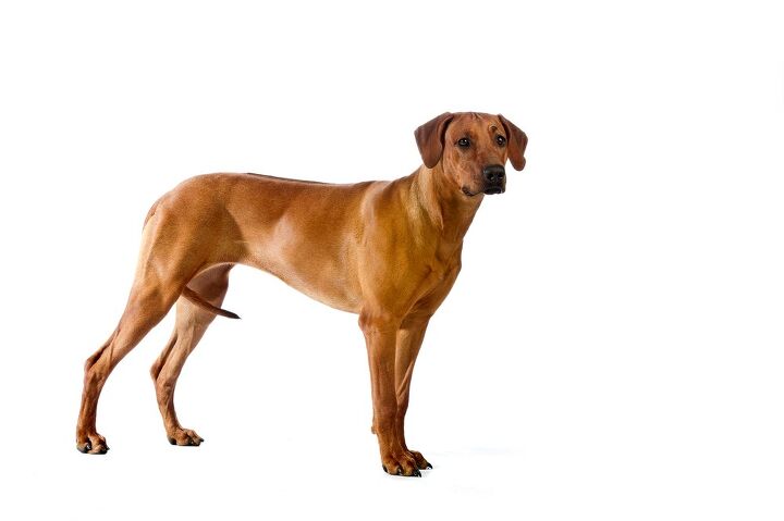 rhodesian ridgeback