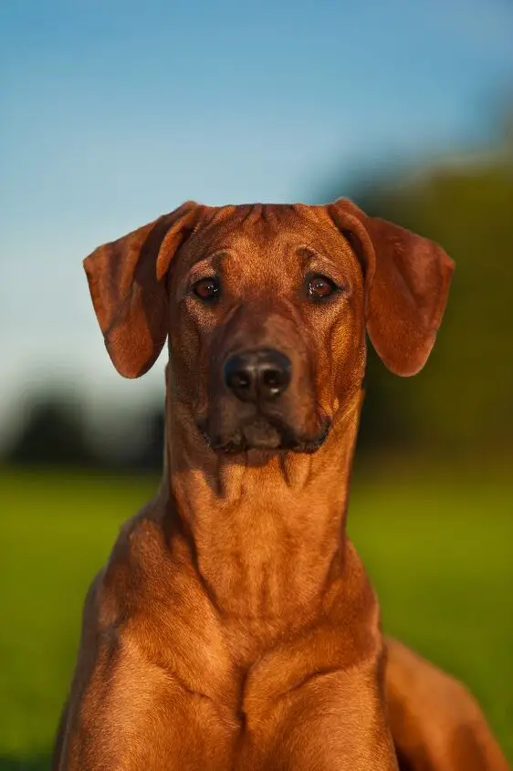 rhodesian ridgeback