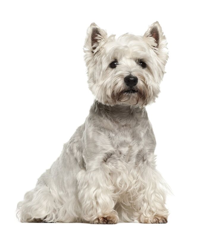 west highland white terrier