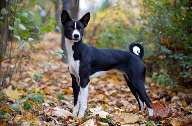 basenji