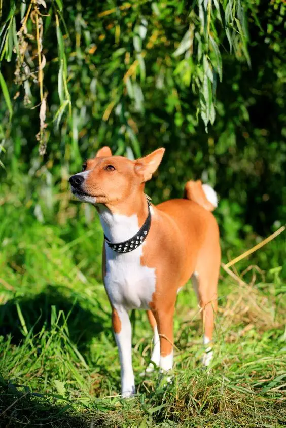 basenji