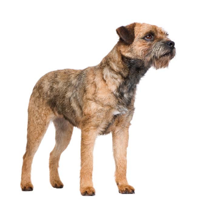 border terrier