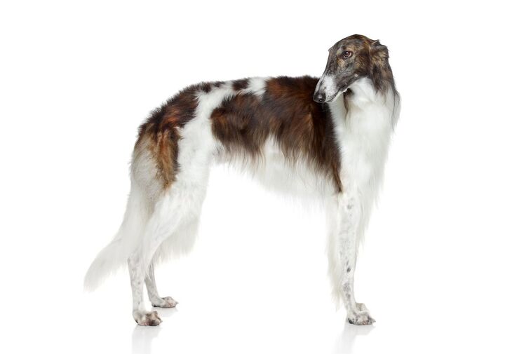 borzoi