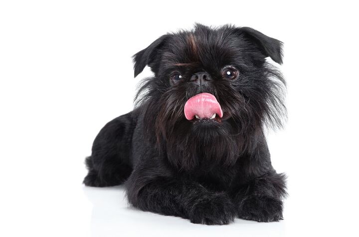 brussels griffon