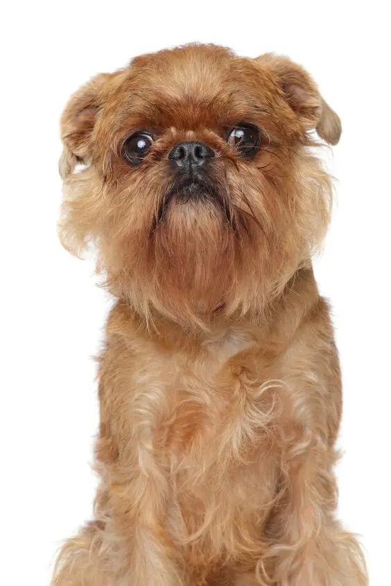 brussels griffon